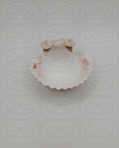 Ceremonyarte_Kits 7_1